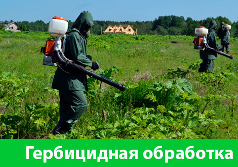Гербицидная обработка в городе Зеленоград