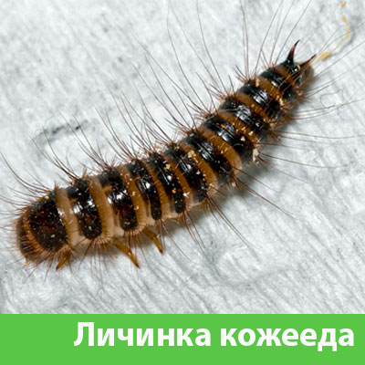 Личинка Кожееда в Зеленограде