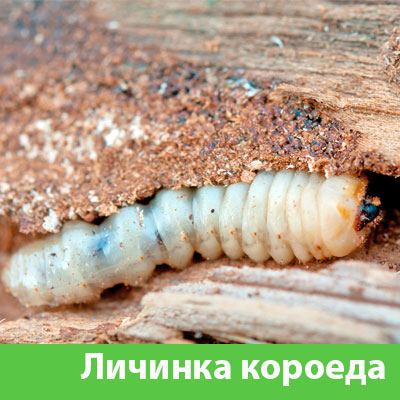 Уничтожение личинок короеда в Зеленограде
