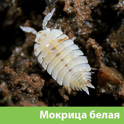 Мокрица в Зеленограде фото