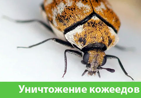 Обработка от кожееда в городе Зеленоград 