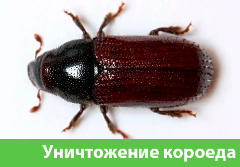 Обработка от древоточца в городе Зеленоград