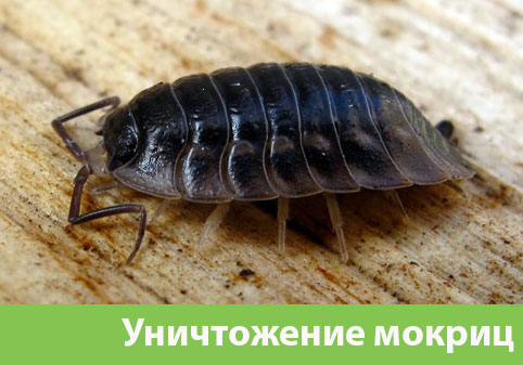 Мокрицы в квартире в городе Зеленоград